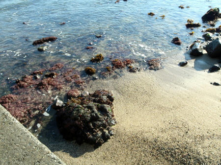 P1030068op5.jpg