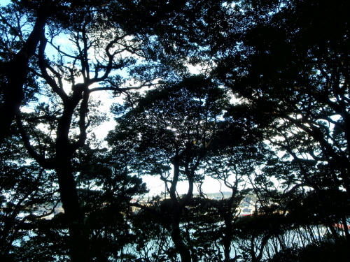 P1030117op14.jpg