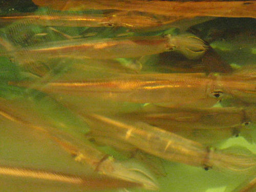 P1140072p6.jpg
