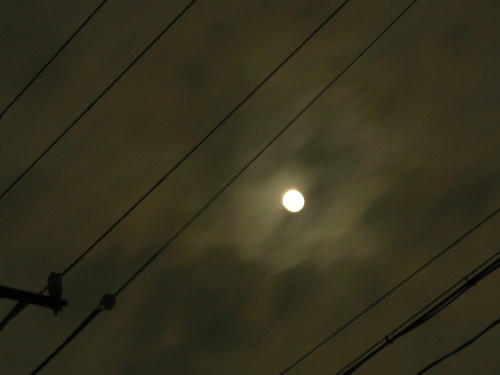 P3190336op3.jpg