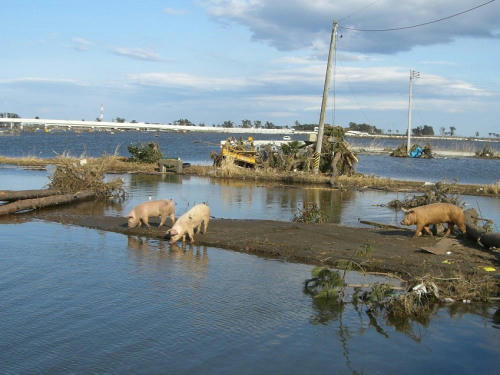 f036c1daop3.jpg