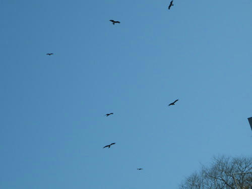 P4050631op8.jpg
