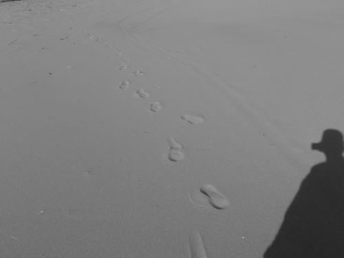 P4050641op5.jpg