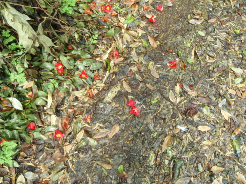 P4090012op11.jpg