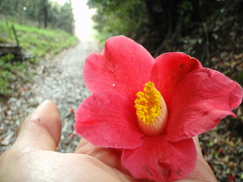 P4090015op13.jpg
