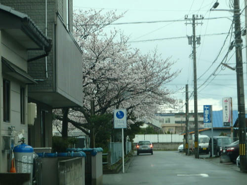 P4110025op1.jpg