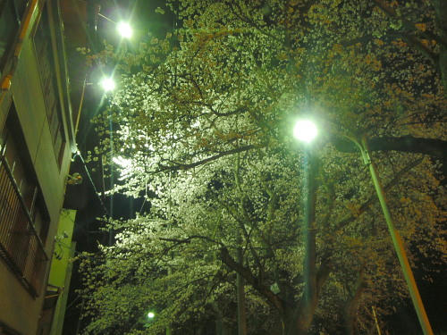 P4110033op6.jpg