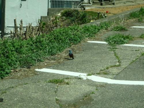 P4170232gg9.jpg