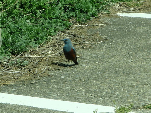 P4170232gg10.jpg
