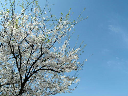 P4180256op1.jpg