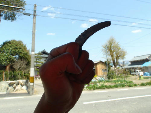 P4180290op14.jpg
