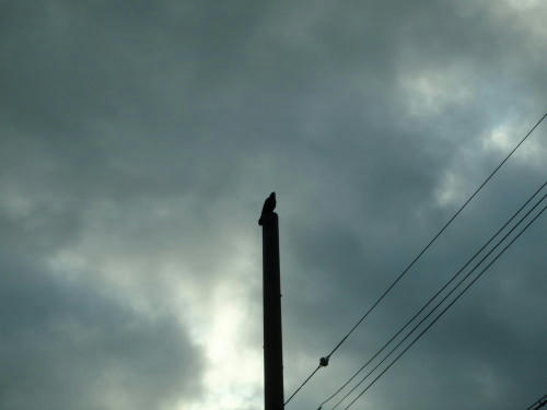 P4200353op8.jpg