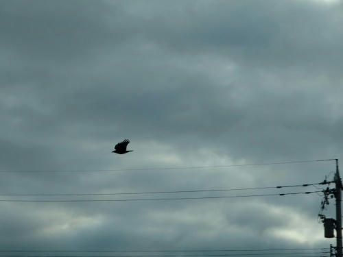 P4200354op9.jpg