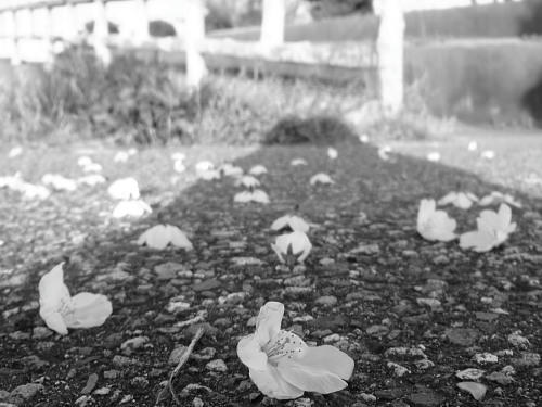 P4130154op24.jpg