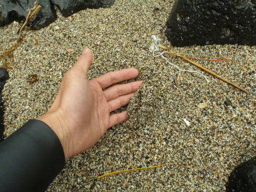 P4280049op4.jpg