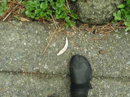 P4280053op6.jpg