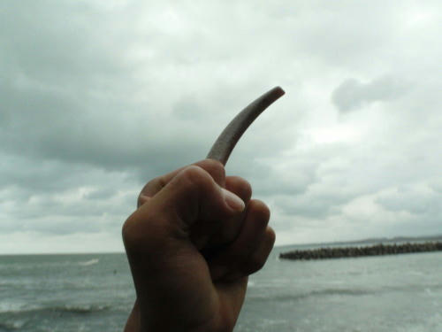 P4280055op8.jpg