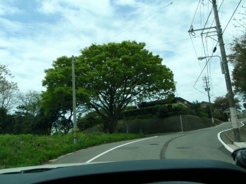 P4290067op4.jpg