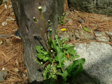 P4290071op6.jpg