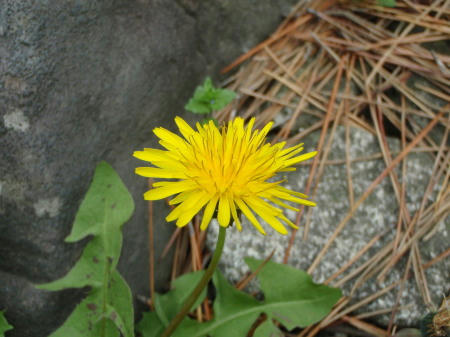 P4290072op7.jpg