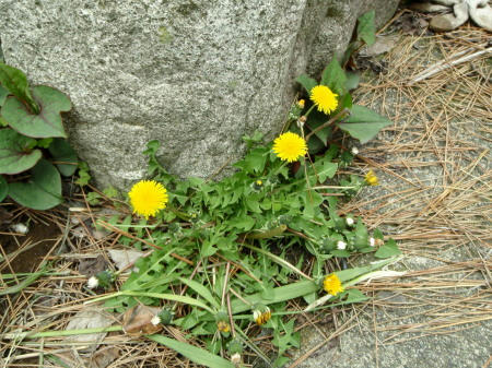 P4290074op8.jpg