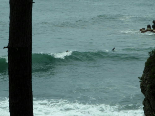 P4290079op13.jpg