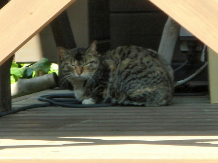 P5050207op17.jpg
