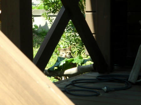 P5050208op18.jpg