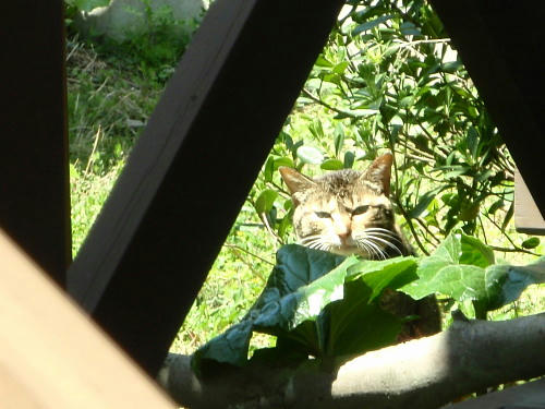 P5050208op19.jpg