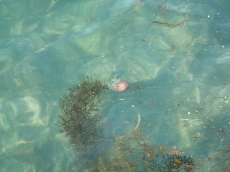 P5050242op8.jpg
