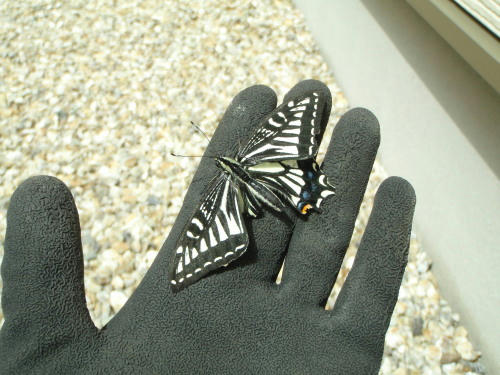 P5130398op3.jpg