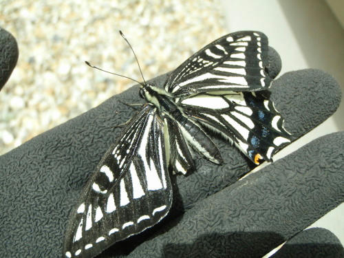P5130392op1.jpg
