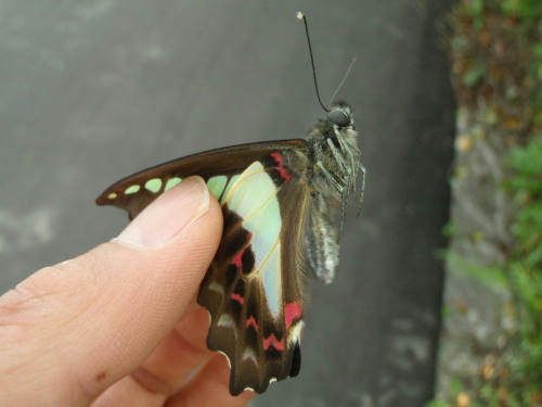 P5130400op4.jpg