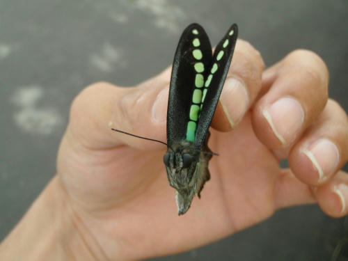 P5130401op5.jpg