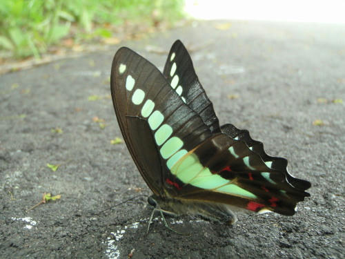 P5130407op6.jpg