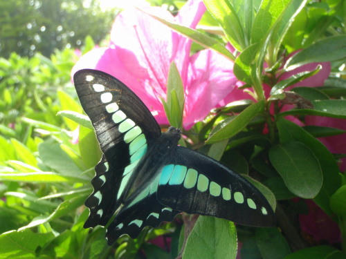 P5130409op7.jpg