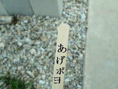P5200254op19.jpg