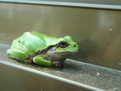 P5180077op6.jpg