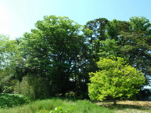 P5180098op12.jpg