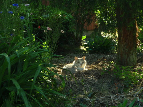 P5180176op11.jpg