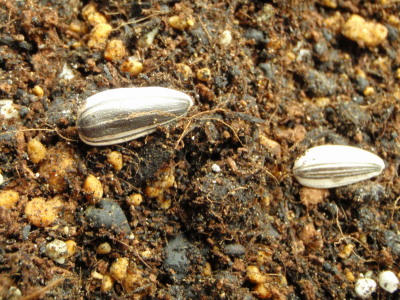P5240358op12.jpg
