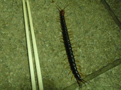 P5240371op8.jpg