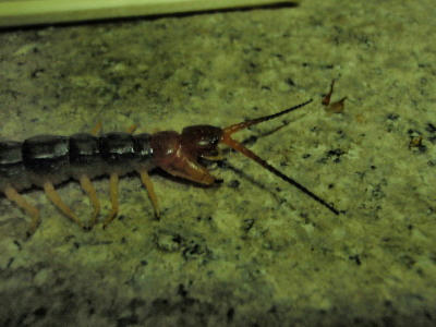 P5240372op9.jpg