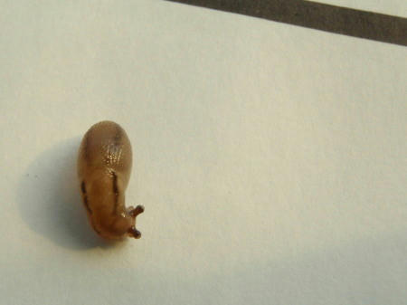P5250101op5.jpg