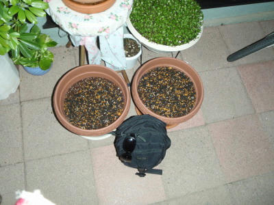 P5250106op6.jpg