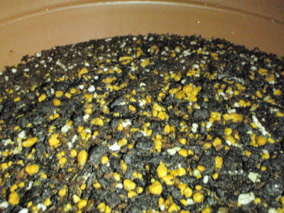 P5250107op7.jpg