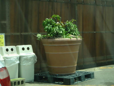 P5250034op8.jpg