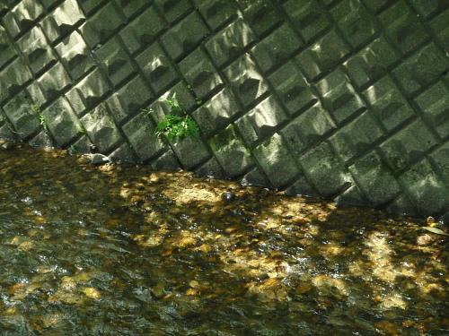 P5250041op12.jpg