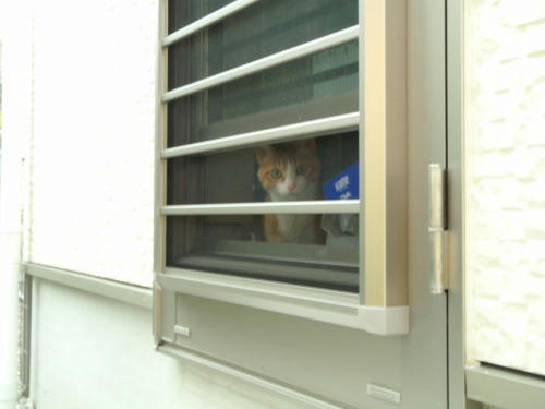 P5250095op4.jpg