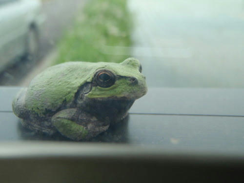 P5270180op8.jpg